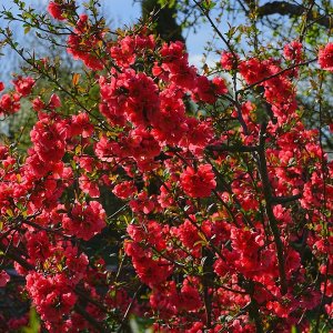 Dulovec (Chaenomeles) ´Japonica rot´  - výška 20-40cm, kont. C1.5L